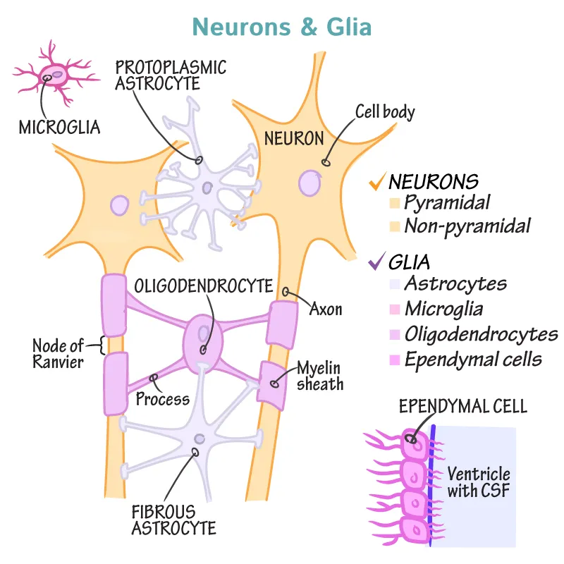 Neurons and Glia: Types of Neuroglia Cells