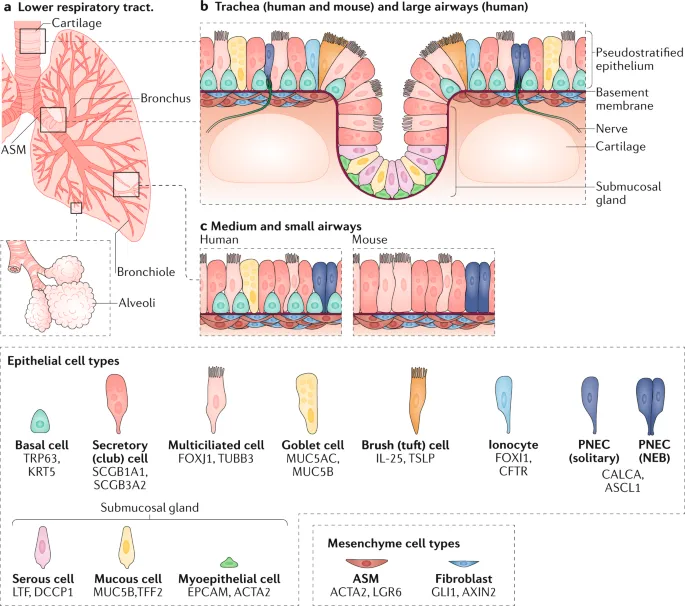 Respiratory tract histology