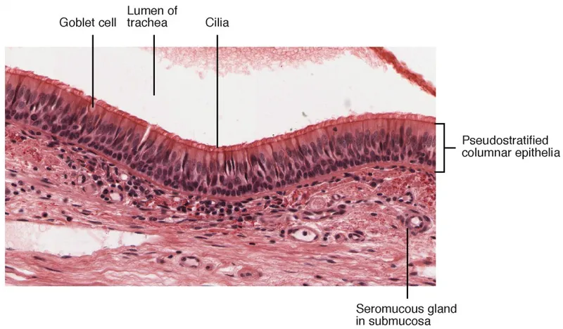 Histology of pseudostratified columnar epithelium