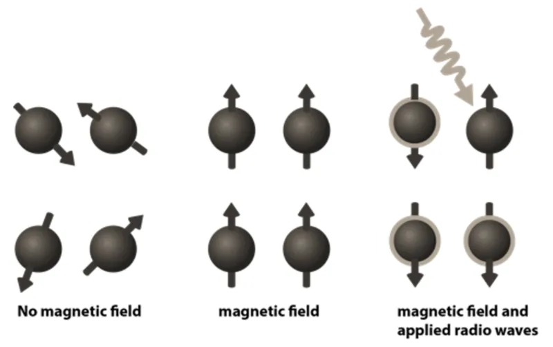 Proton alignment and excitation in MRI