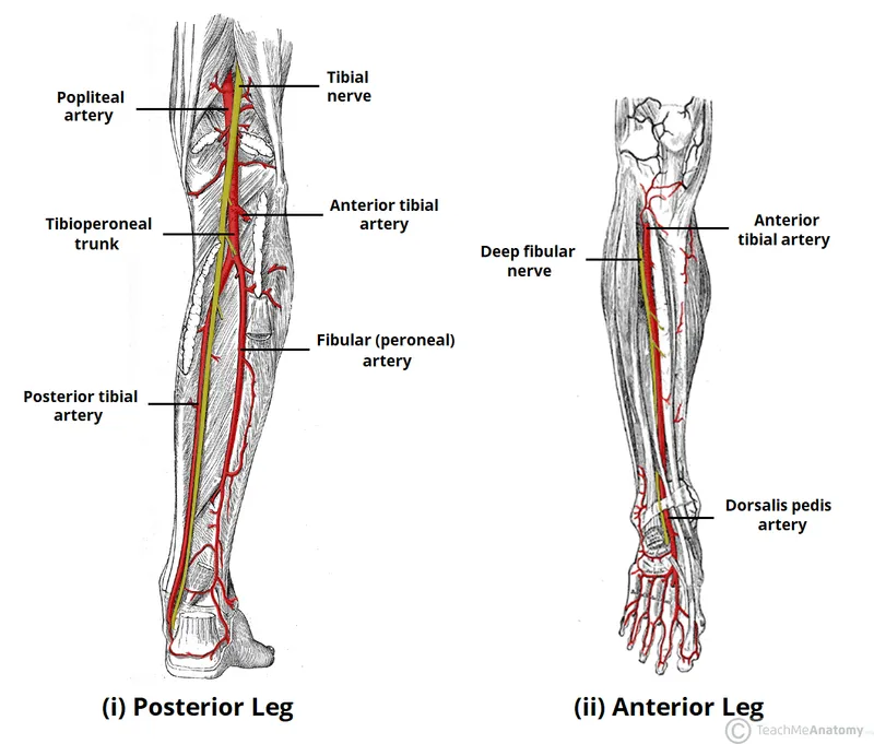 Arterial Supply of Posterior and Anterior Leg