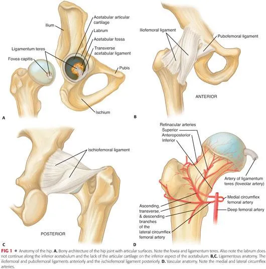 Hip joint anatomy: bony, ligamentous, vascular