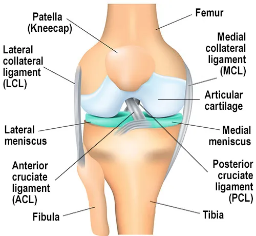 Annotated knee joint showing ligaments and menisci