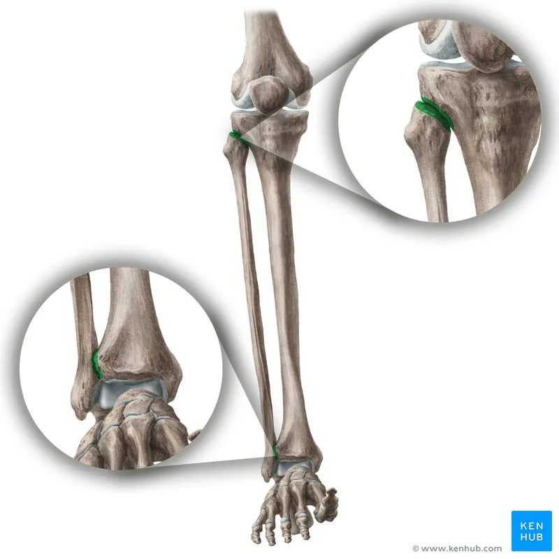 Tibiofibular and ankle joints
