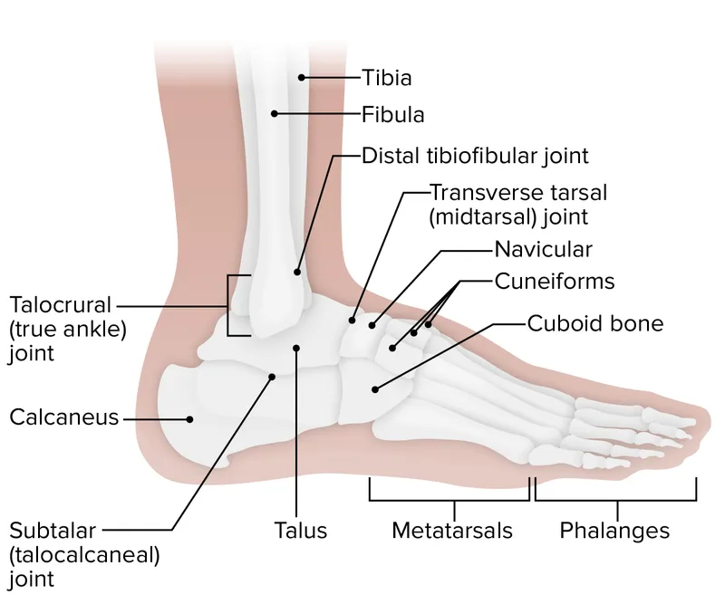 Ankle and foot joints and bones - lateral view