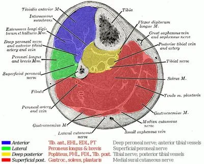 Cross-section of the leg showing muscle compartments
