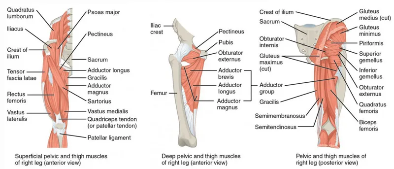 Pelvic and thigh muscles: anterior and posterior views