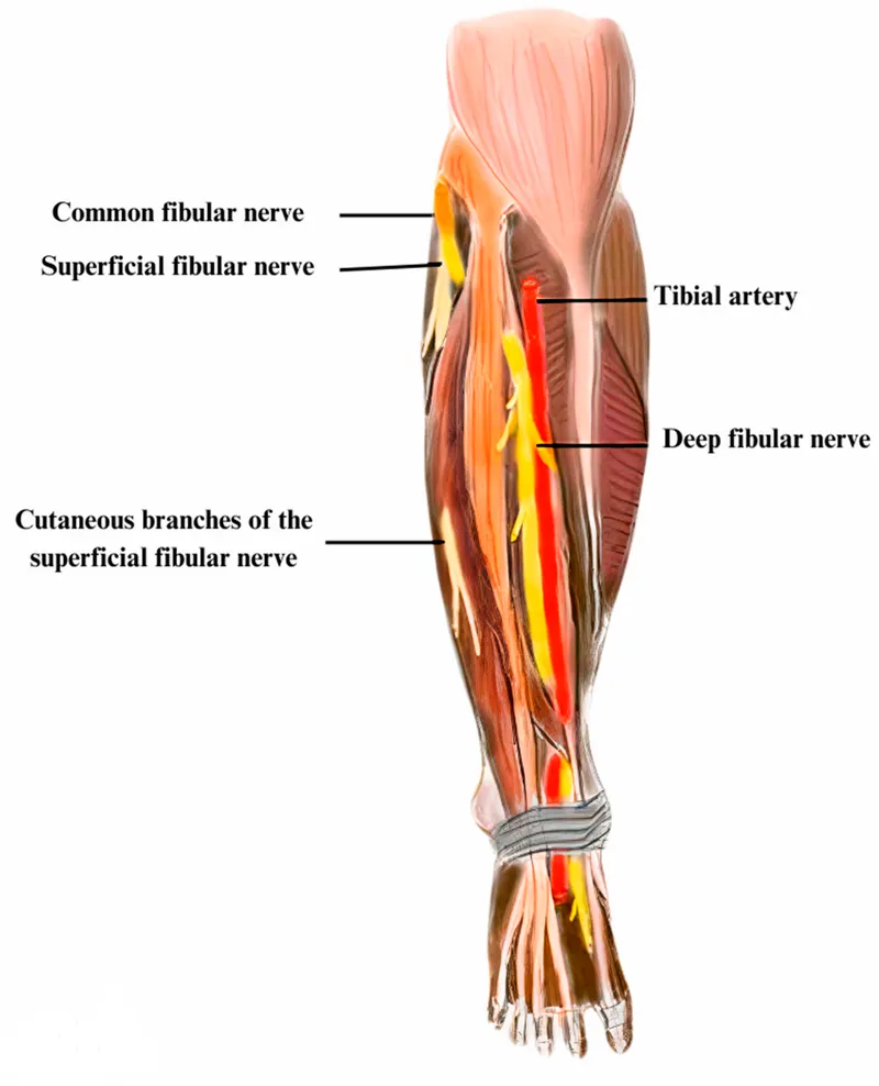 Fibular and Tibial Nerves of the Lower Leg and Foot