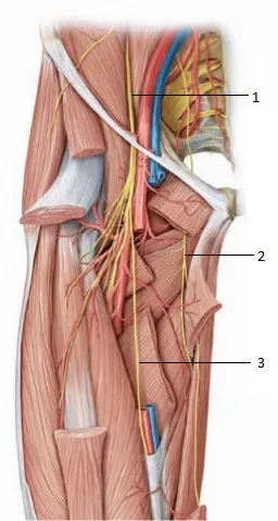 Femoral and Obturator Nerves in Thigh