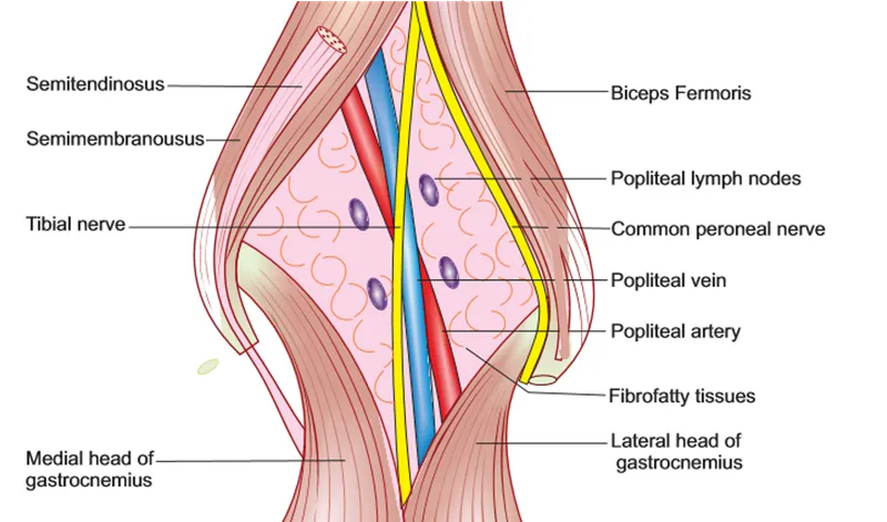 Popliteal fossa boundaries and contents