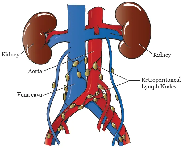 Retroperitoneal Lymphatic Drainage
