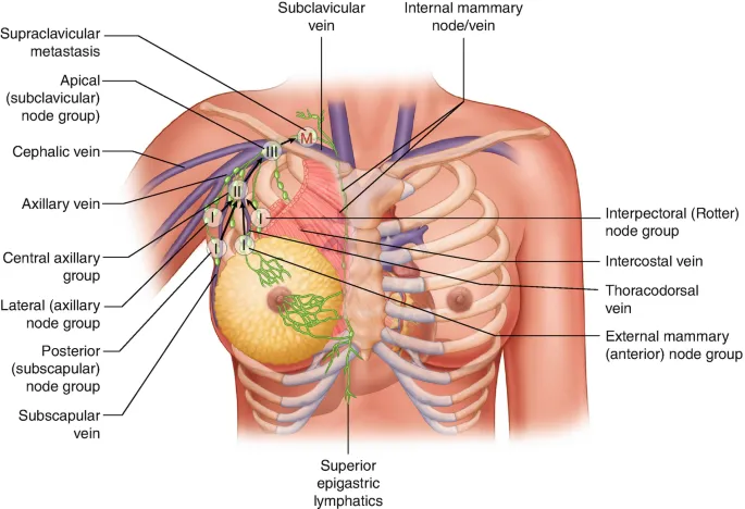 Breast Lymphatic Drainage Pathways