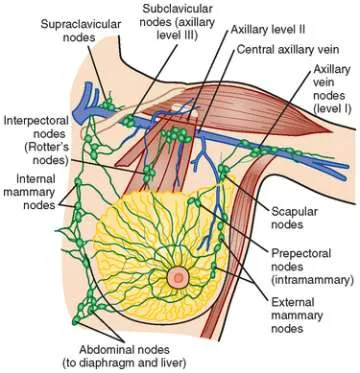 Breast Lymphatic Drainage Pathways and Axillary Lymph Nodes