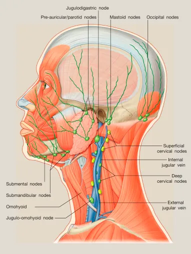 Head and Neck Lymphatics with Pericervical Collar
