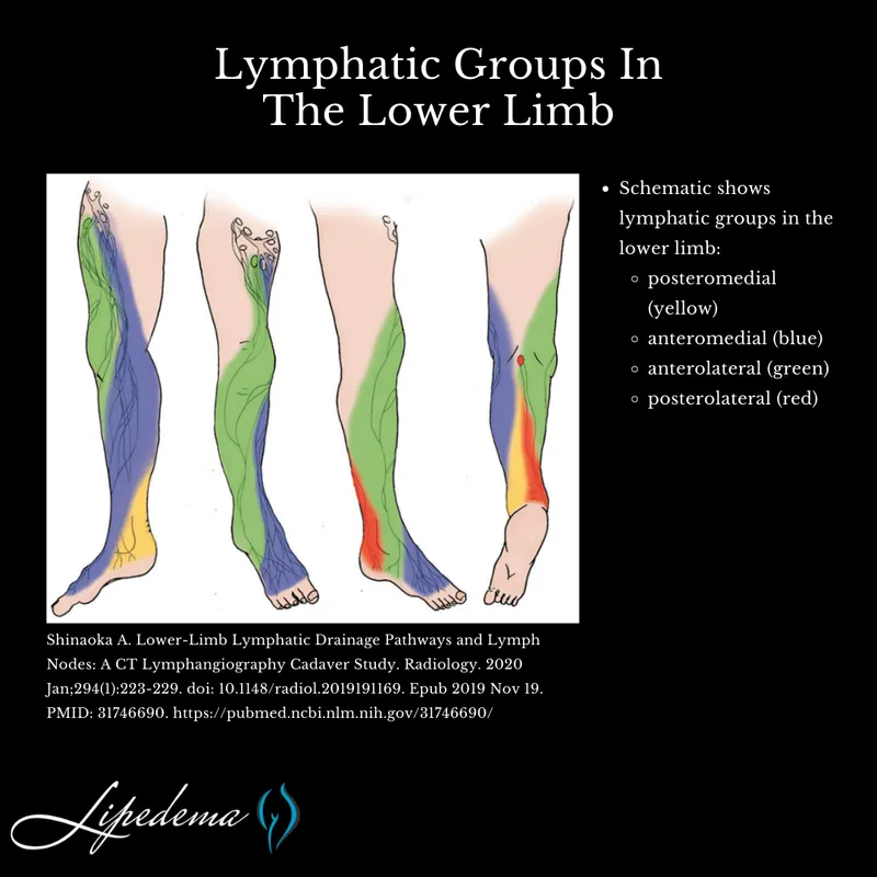 Lower limb lymphatic drainage pathways by region