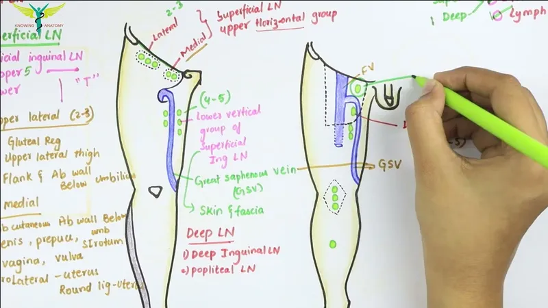 Lower limb lymphatic drainage pathways