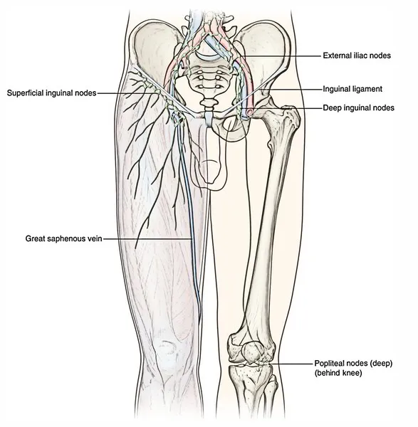 Lower Limb Lymphatic Drainage Pathways