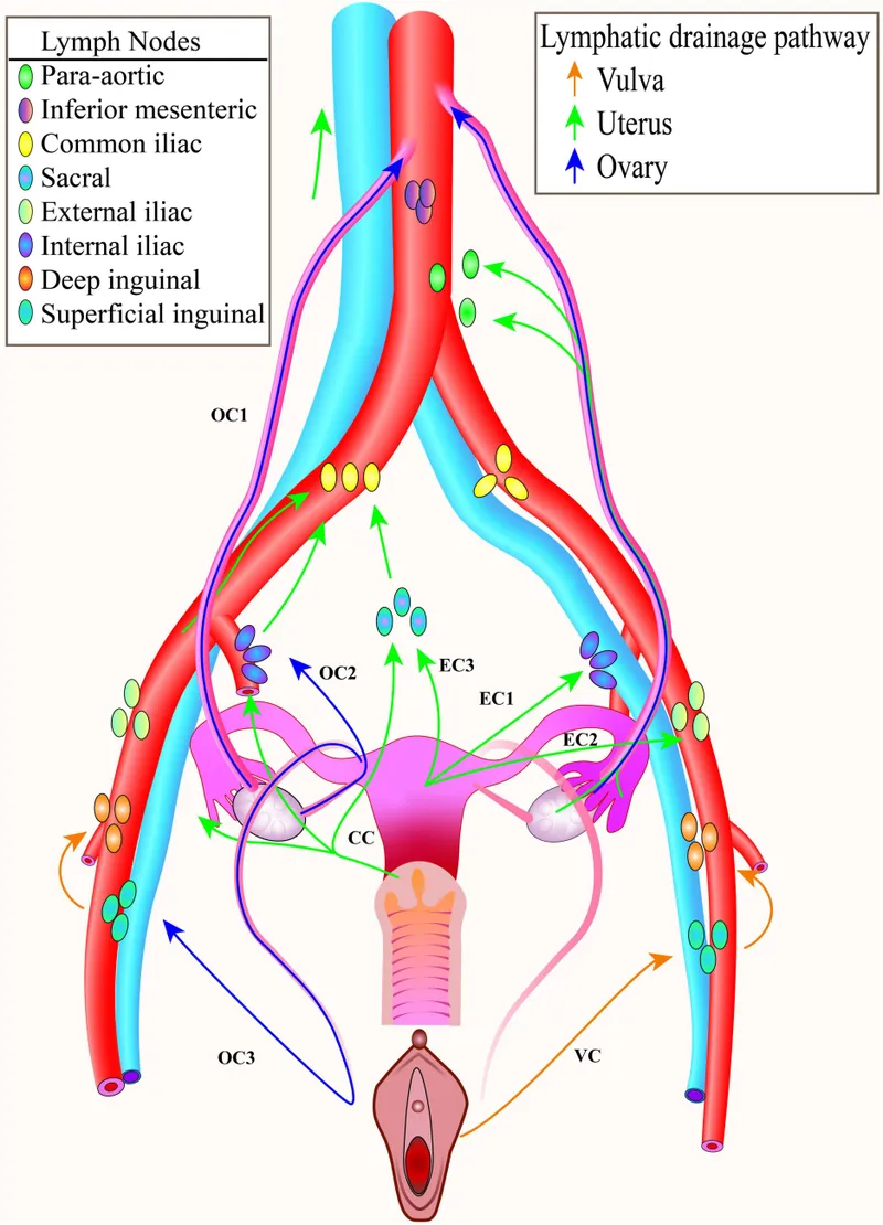 Female Pelvic Lymphatic Drainage