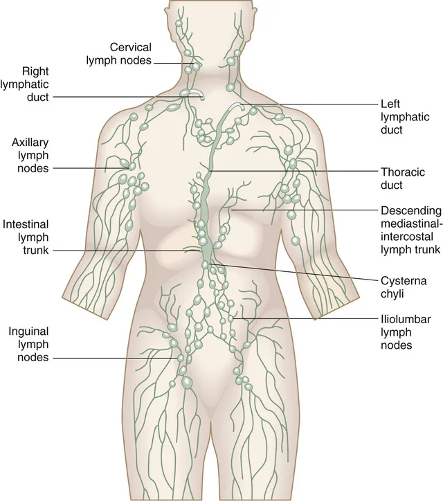 Major Lymphatic Ducts and Lymph Node Regions