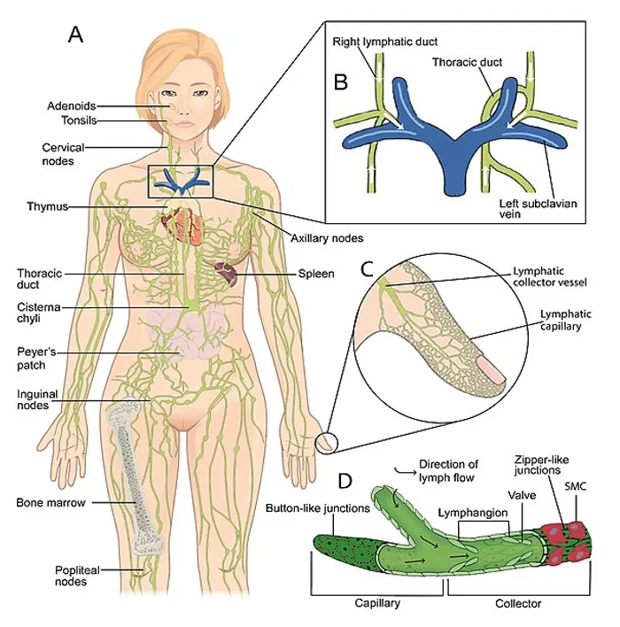 Lymphatic System Overview with Thoracic Duct Detail