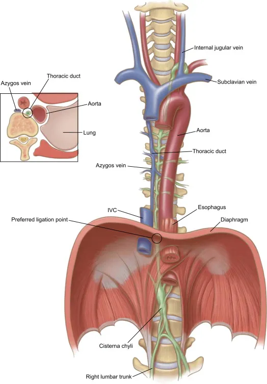 Thoracic Duct Anatomy and Drainage Pathways