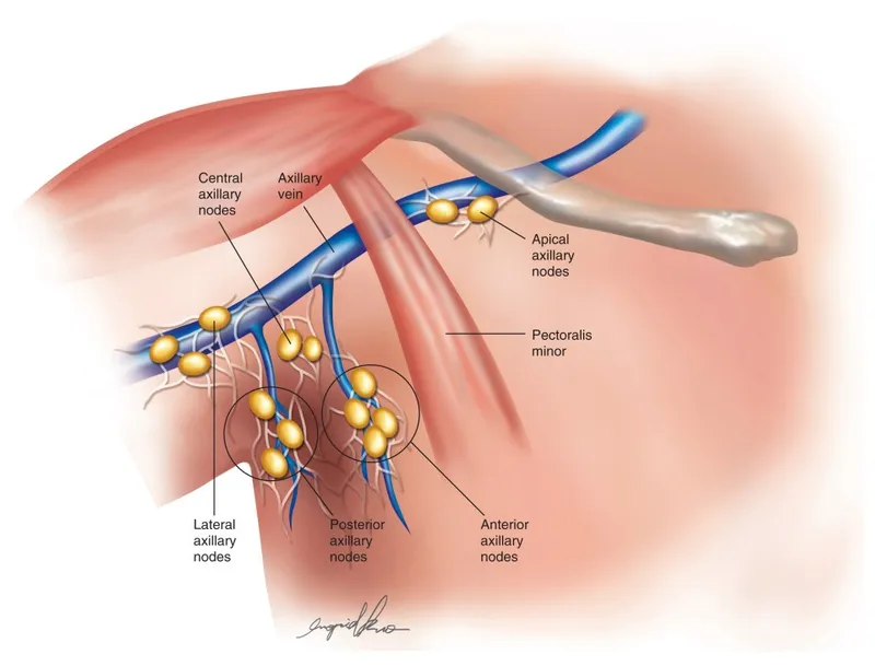 Axillary Lymph Node Groups and Drainage Pathways