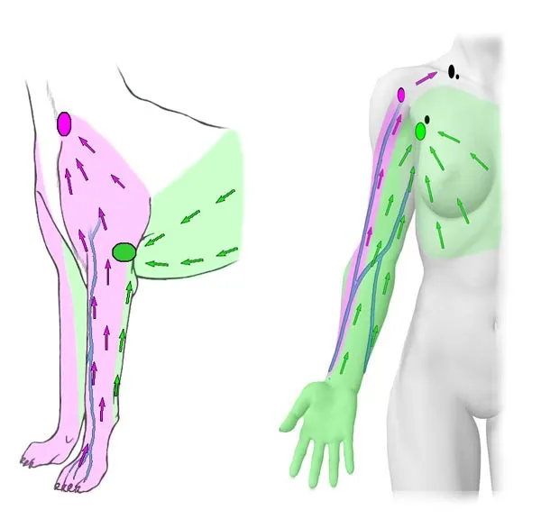 Upper Limb Lymphatic Drainage Pathways
