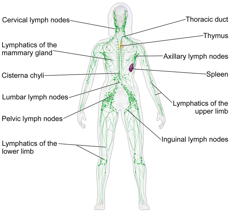 Human Lymphatic System Overview