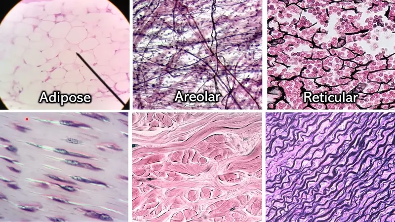 Microscopic views of connective tissue proper types