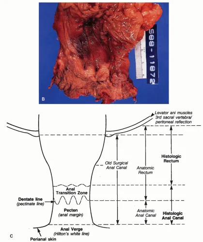 Anal canal transition zones and anatomy diagram