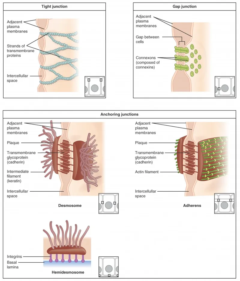 Epithelial Cell Junctions
