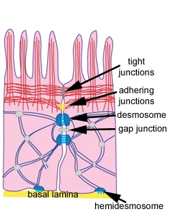 Epithelial Cell Junctions Diagram