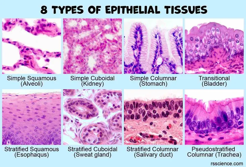 Epithelial Tissue Types