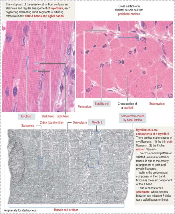Skeletal Muscle Histology