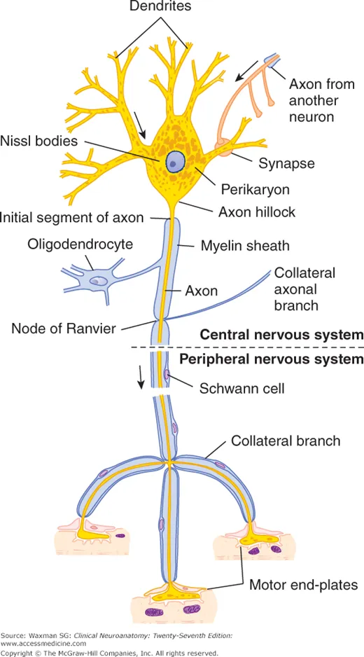 Neuron diagram with labeled parts and impulse direction