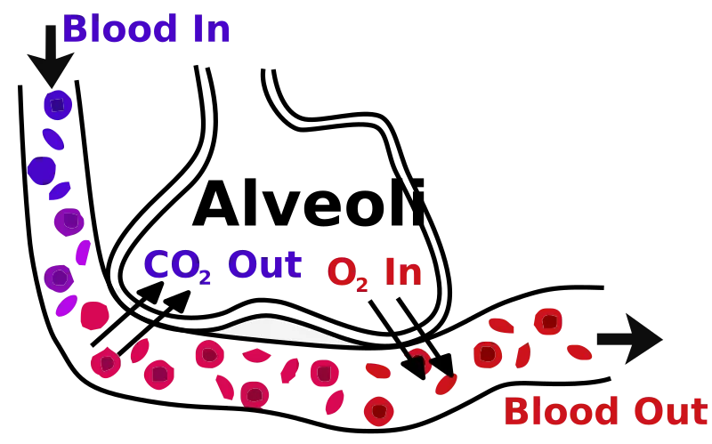 Alveolar structure and blood-air barrier