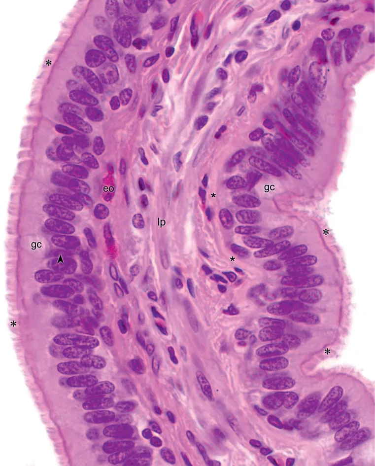 Respiratory epithelium histology