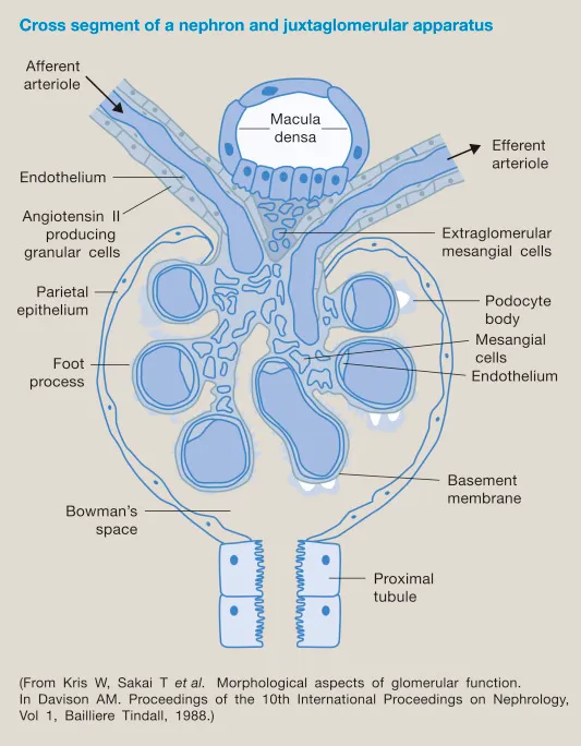 Nephron cross-section and juxtaglomerular apparatus