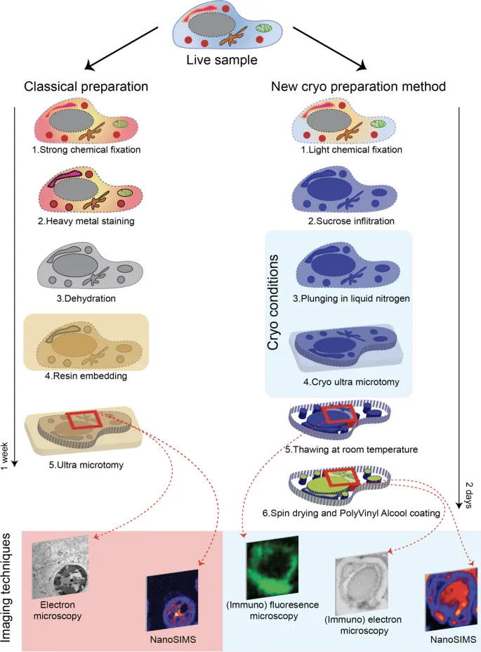 Classical vs. Cryo Preparation for Microscopy