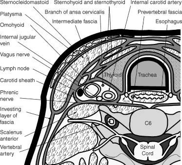 Neck cross-section: Fascia, carotid sheath, contents
