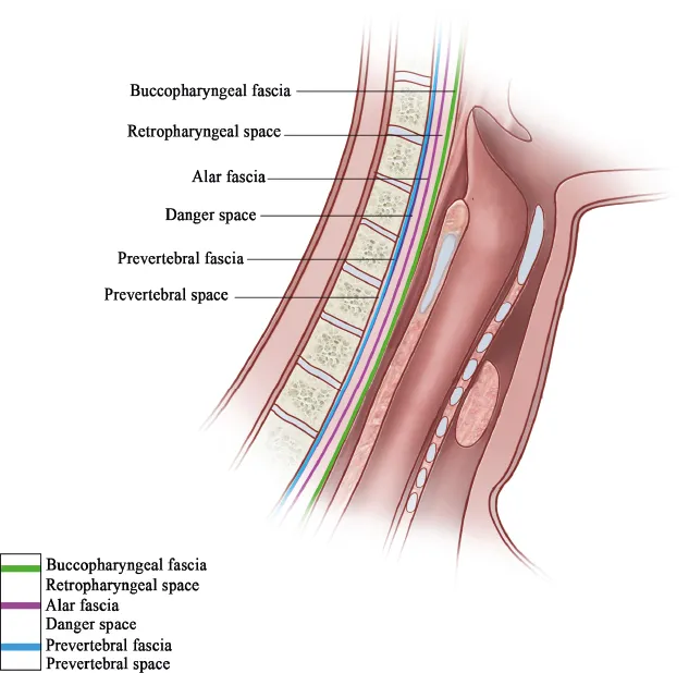 Sagittal view of neck fascial spaces