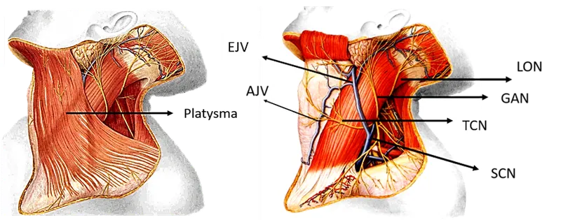 Superficial fascia of the neck