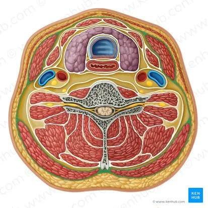 Cross-section of neck showing cervical fascia layers