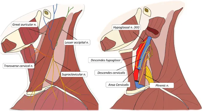 Cervical Plexus and Ansa Cervicalis