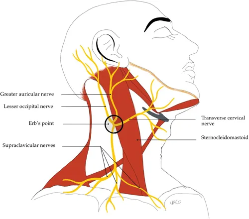 Erb's point and superficial cervical plexus nerves