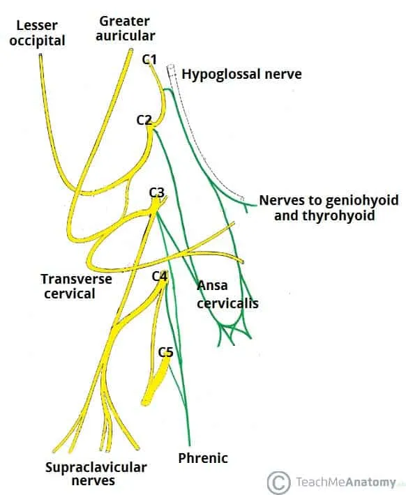 Cervical Plexus Diagram
