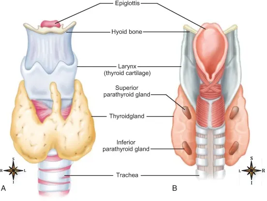 Thyroid, parathyroid, larynx, trachea, epiglottis