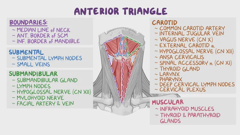 Anterior Triangle of Neck: Boundaries and Contents