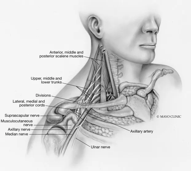 Brachial plexus anatomy at the root of the neck