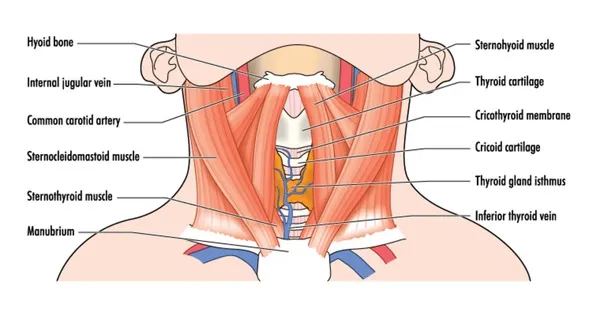 Anterior neck surface anatomy landmarks